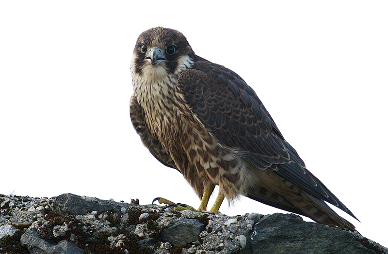 Vandrefalk - Peregrine Falcon (Falco peregrinus)  1cy.jpg
